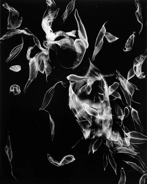 Pulp and skin , 2000, 40" x 30", Unique Silver print