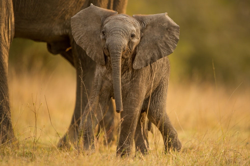 Singita-baby elephant.jpg