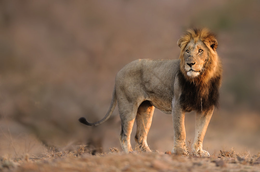 Singita Lion.jpg