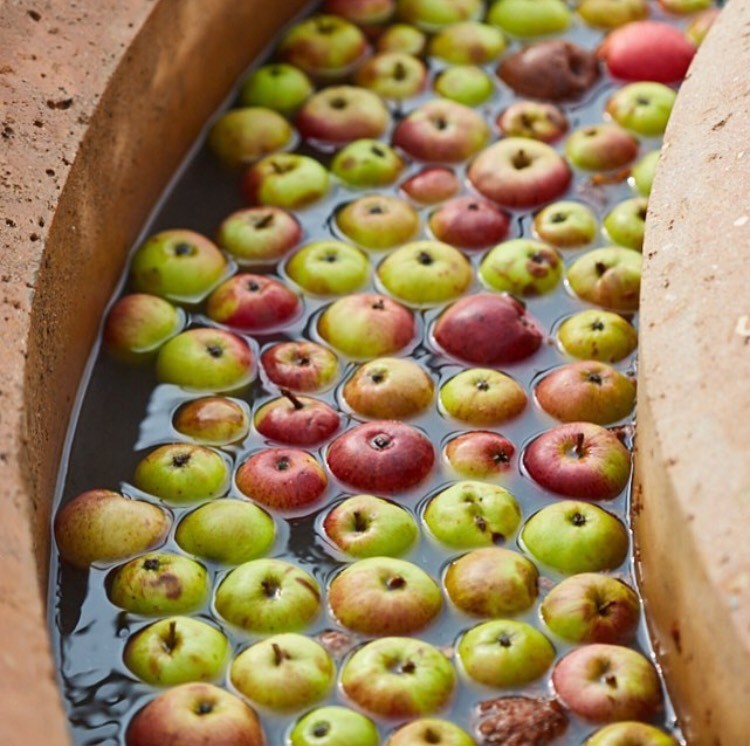 The Newt apples.jpg