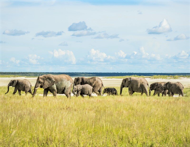 elephant-parade-etosha-national-park-namibia.jpg