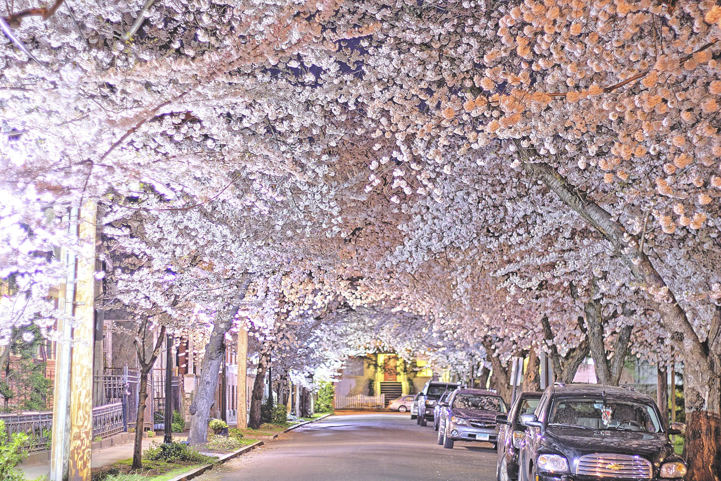 Wooster Square Cherry Blossoms Photo in New Haven — Chris Randall Photos