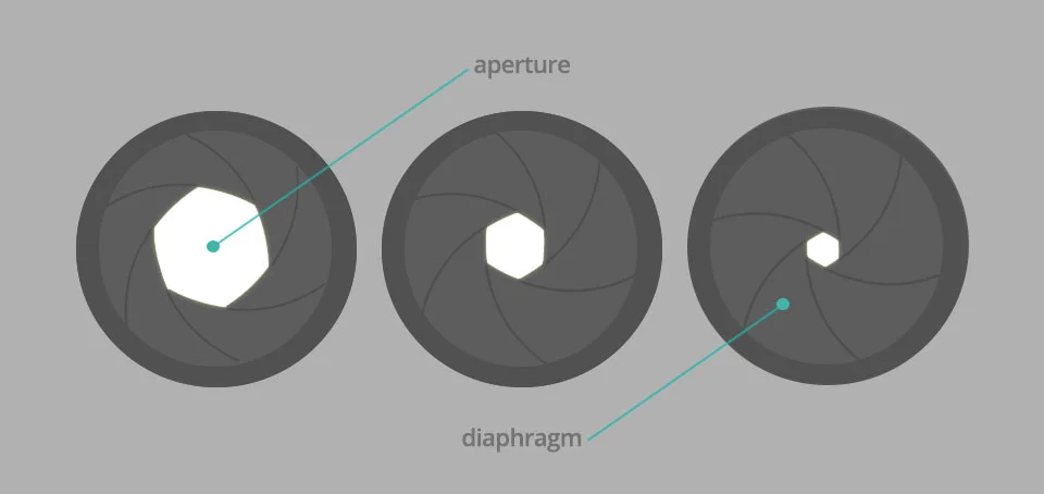 zzz_diaphragm.jpg
