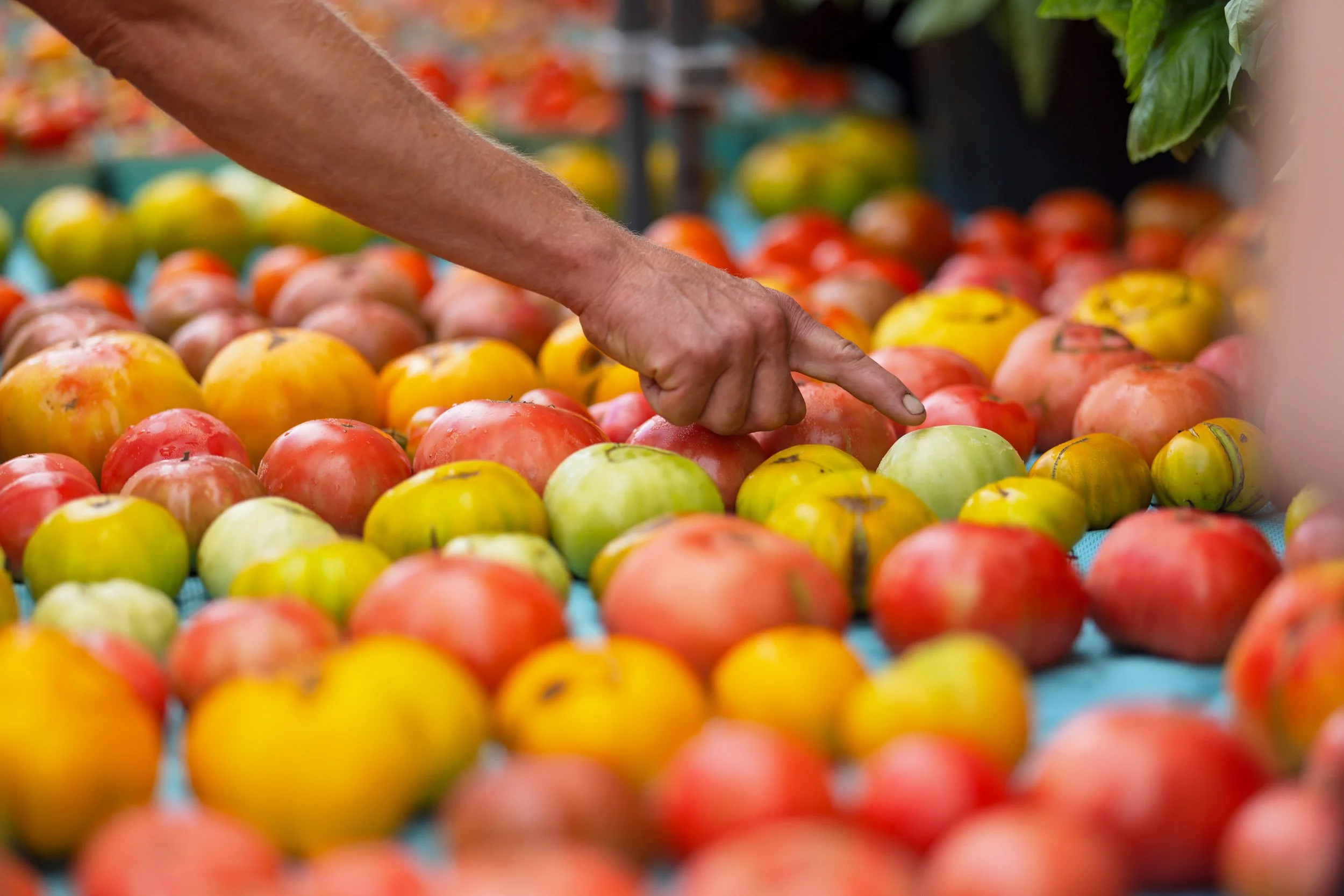 Close-up of a hand selecting fresh tomatoes at a community food distribution supported by a nonprofit organization.