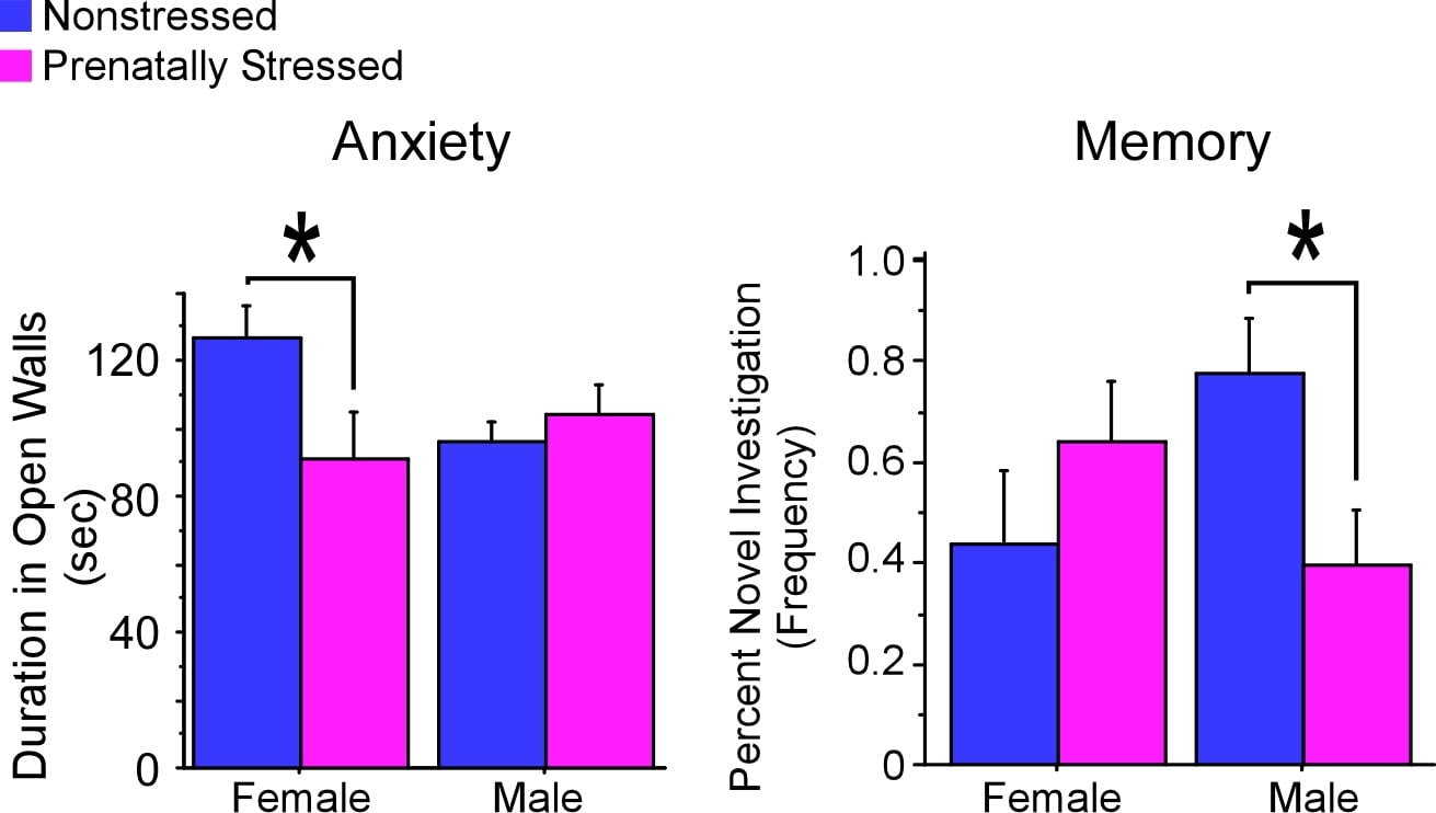 Adapted from Schulz et al. 2011. Prenatal stress has sex-specific effects on the behavior of rodents in adulthood. For anxiety-related behavior in the elevated zero, prenatal stress increases anxiety (as indexed by decreased time in open areas of t