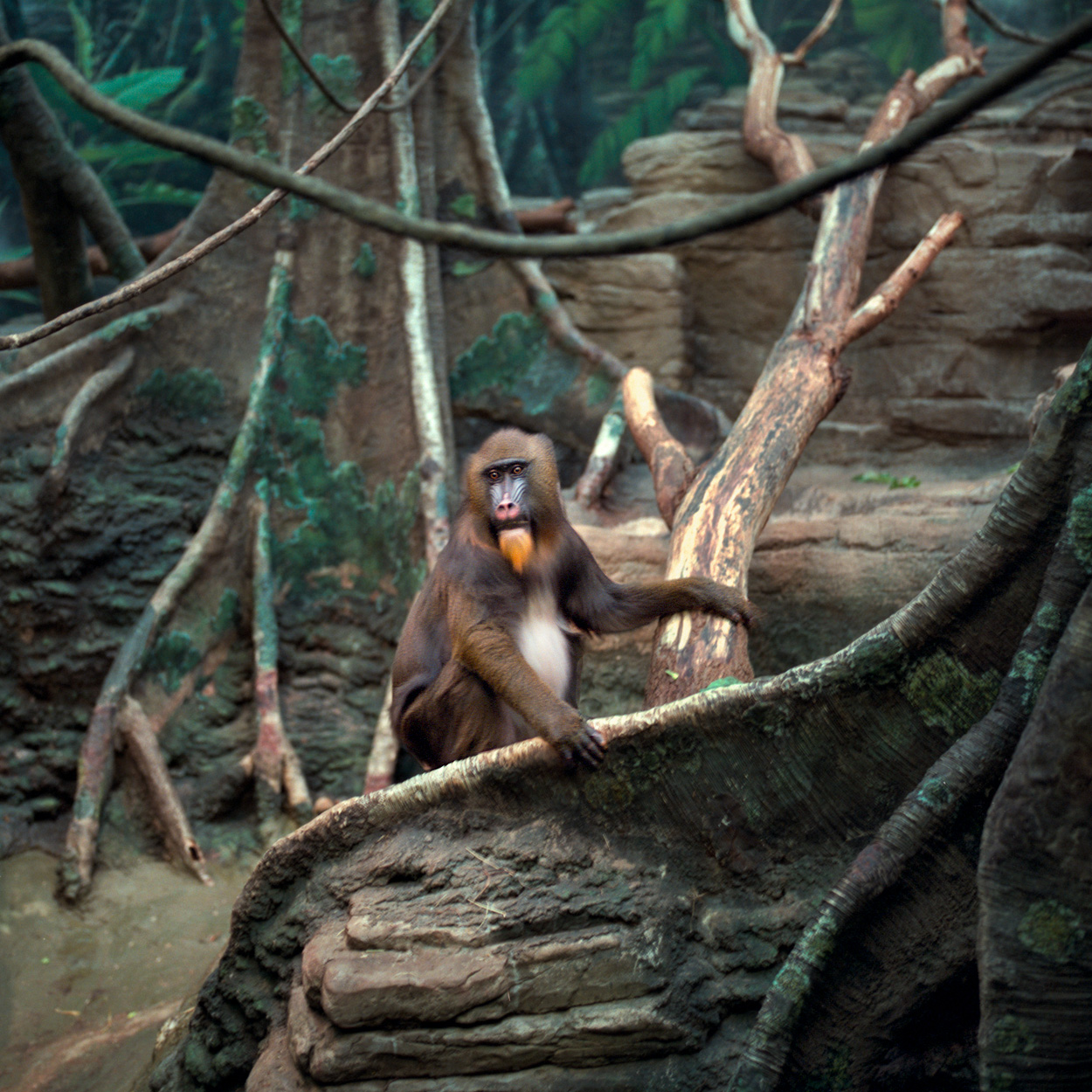 Mandrill Portrait