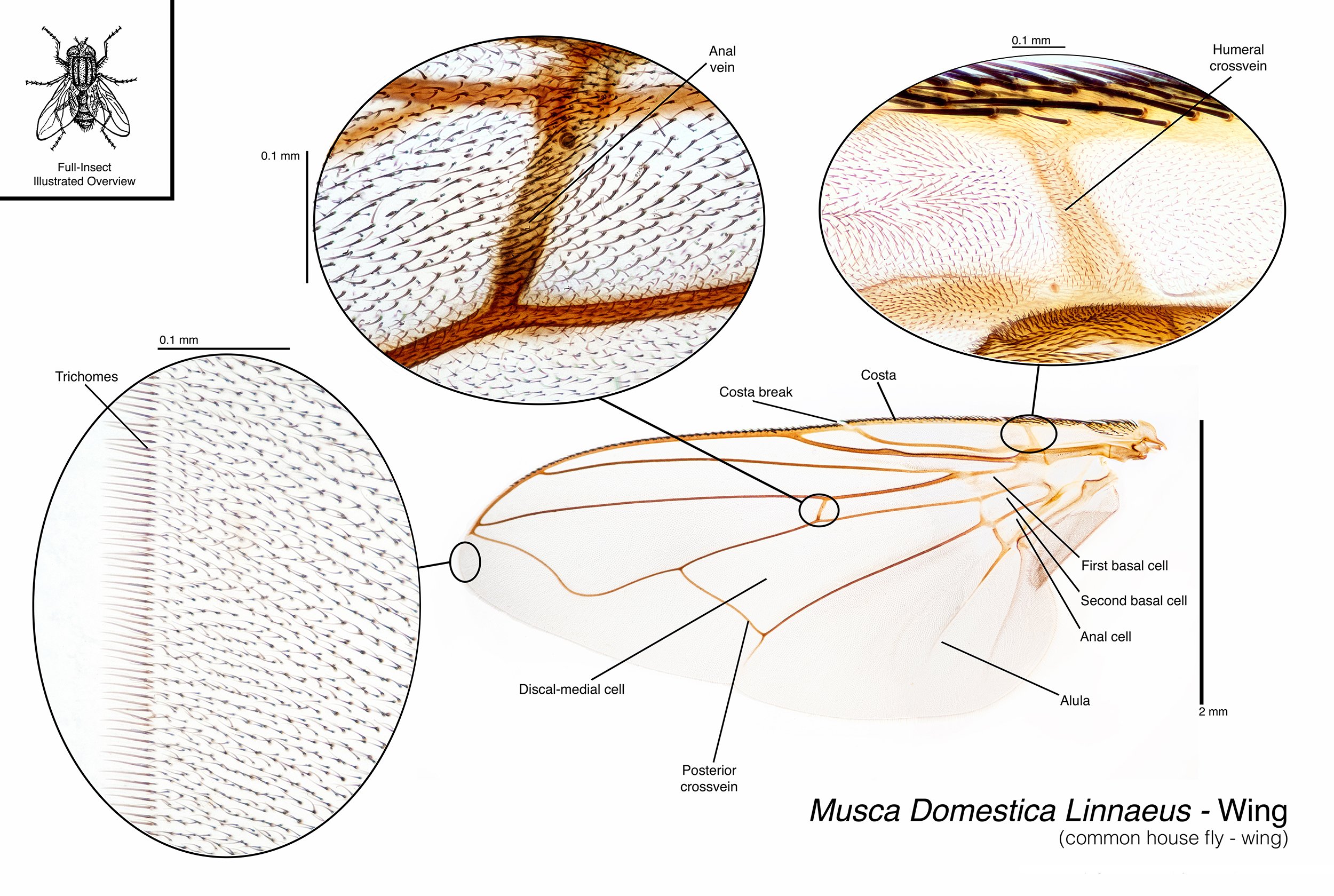 House fly composite.jpg