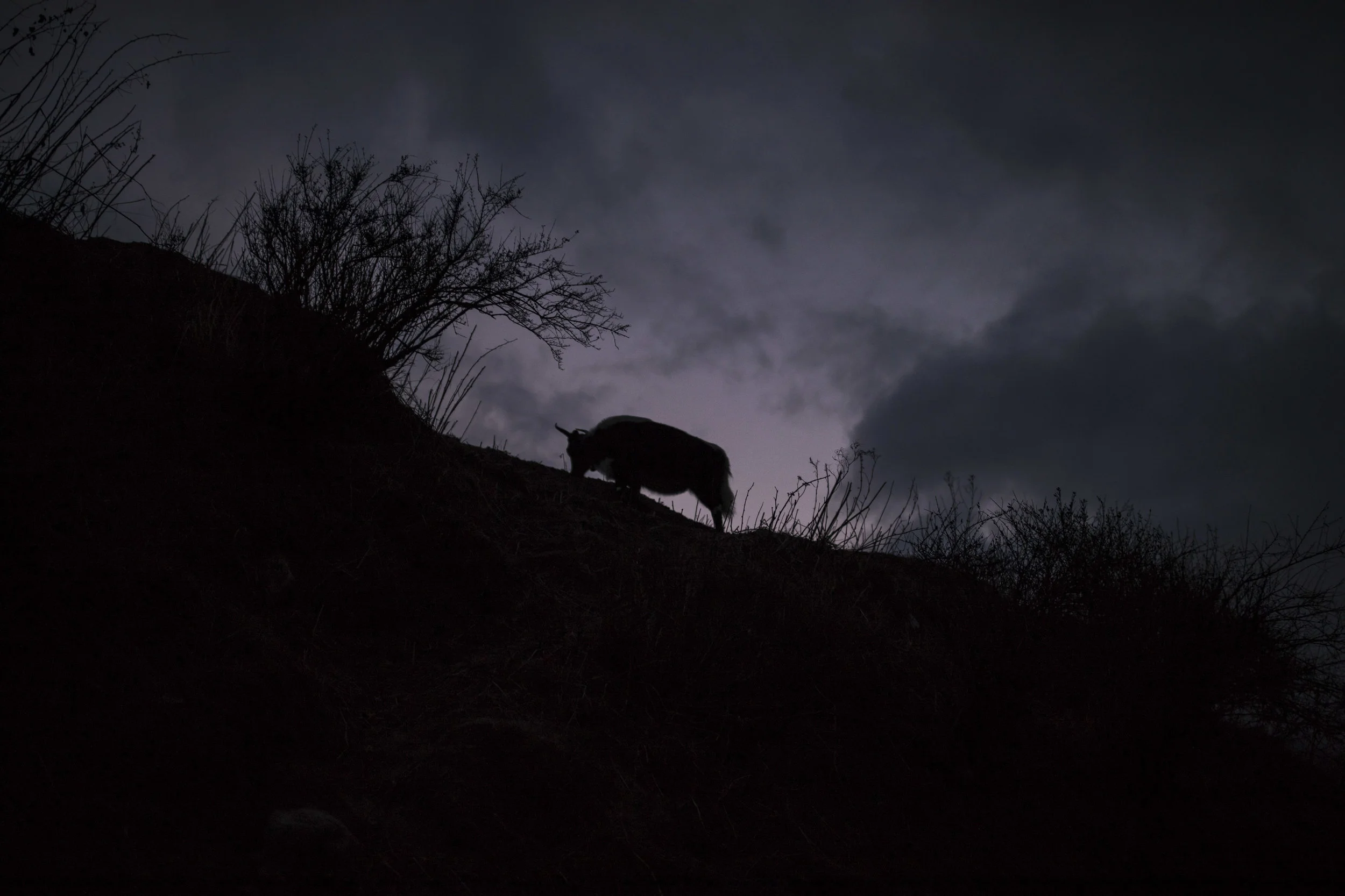Sacred Yak