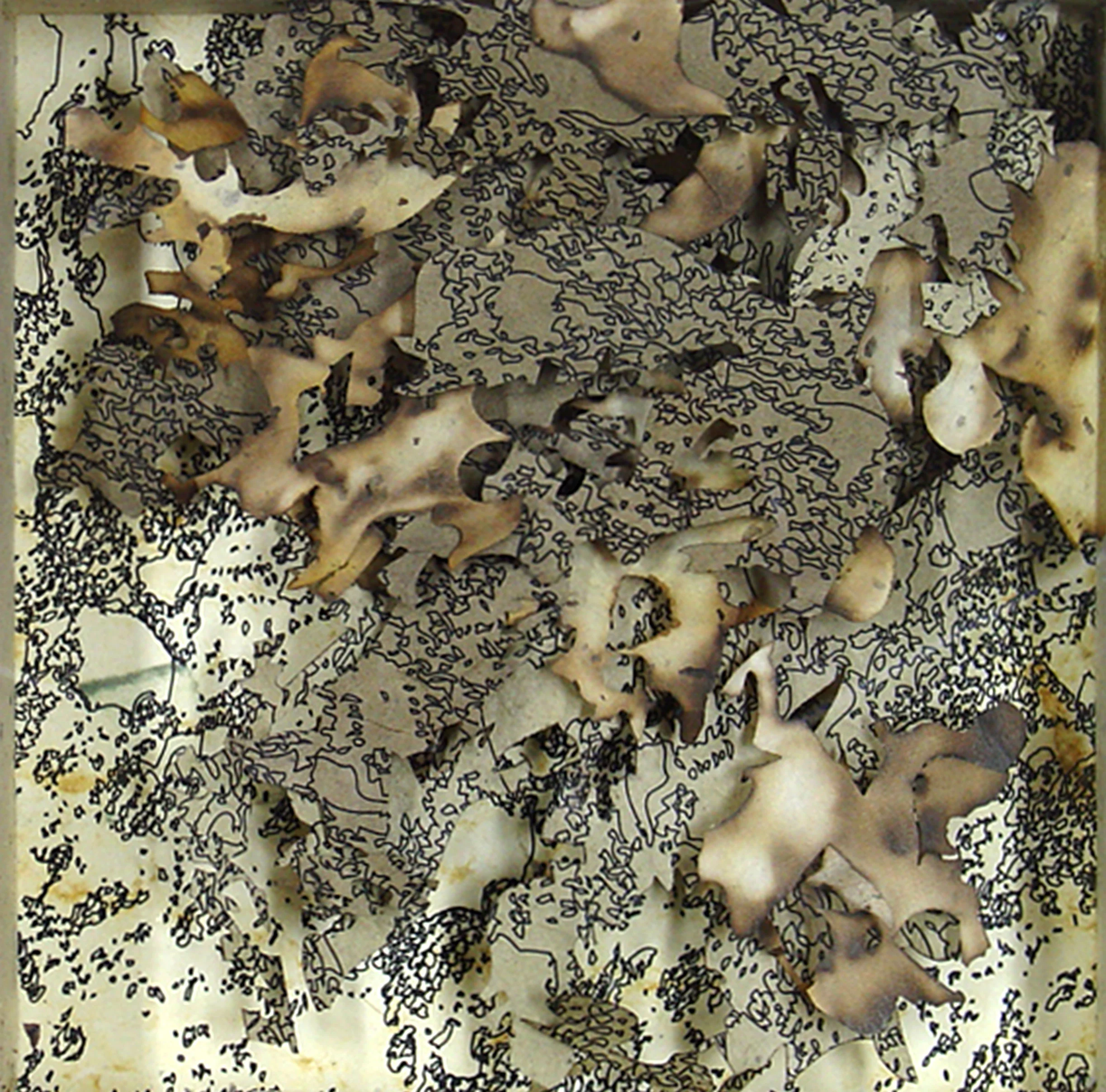 Leaves and Seeds Series