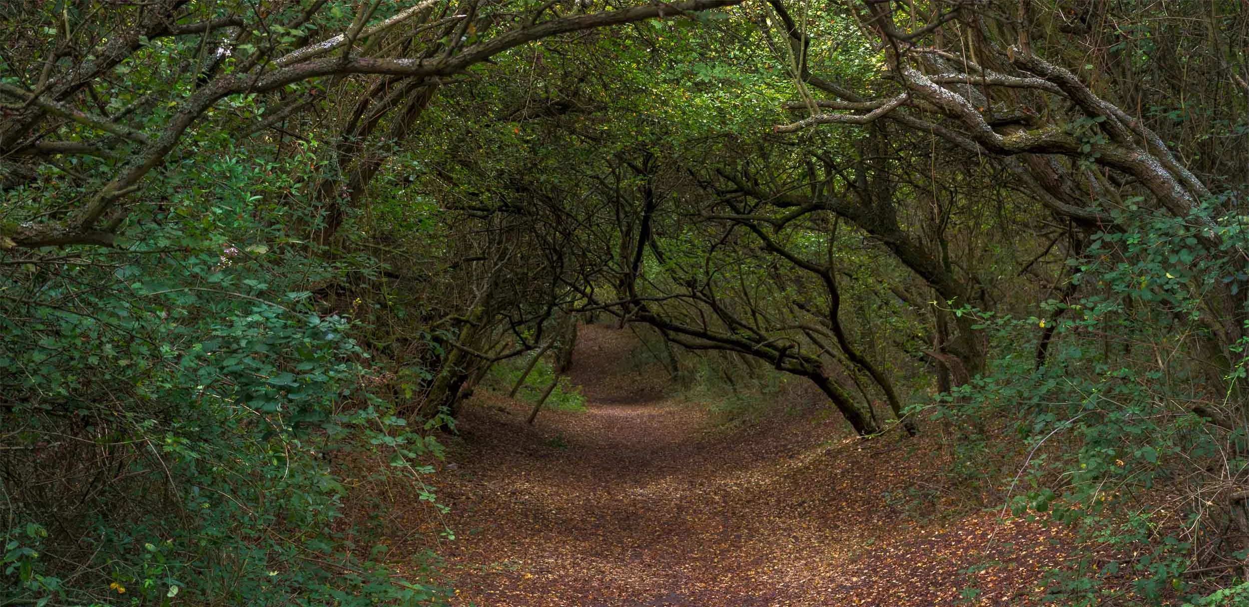 forest walking path with nature.jpg