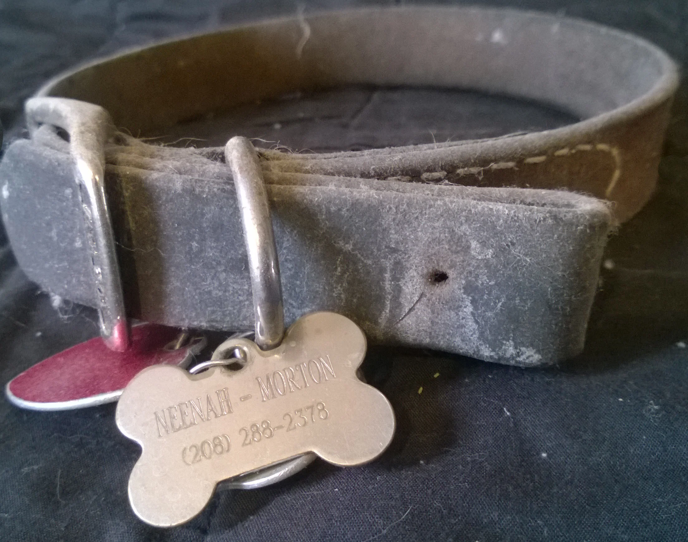 Clerical collar of Spiritual Director Neenah