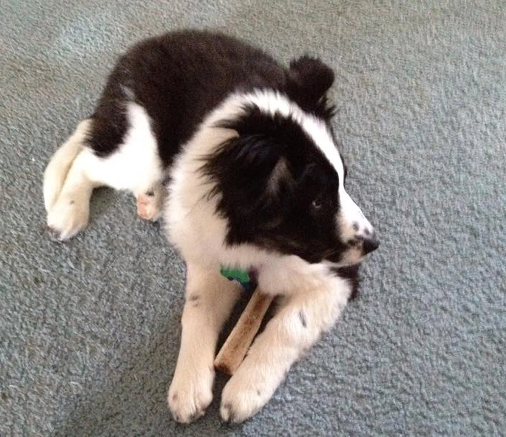 Mika, at 12 weeks