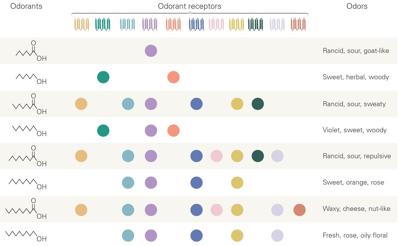 The activity of eleven types of receptors in your nose when you smell different but chemically strongly similar compounds. (Fig. 32-4, Principles of Neural Science, 5th Ed., 2013)