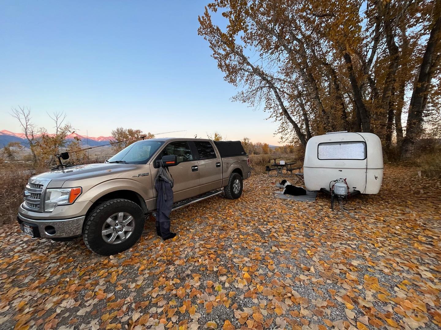 Glorious fall camping and the first steelhead trip for Rufus. Like most that come from trout fishing, the lack of action bored the hell out of him.

Luckily he found some nice sticks to chew, a few rabbits to chase, and as many treats as he wanted. #