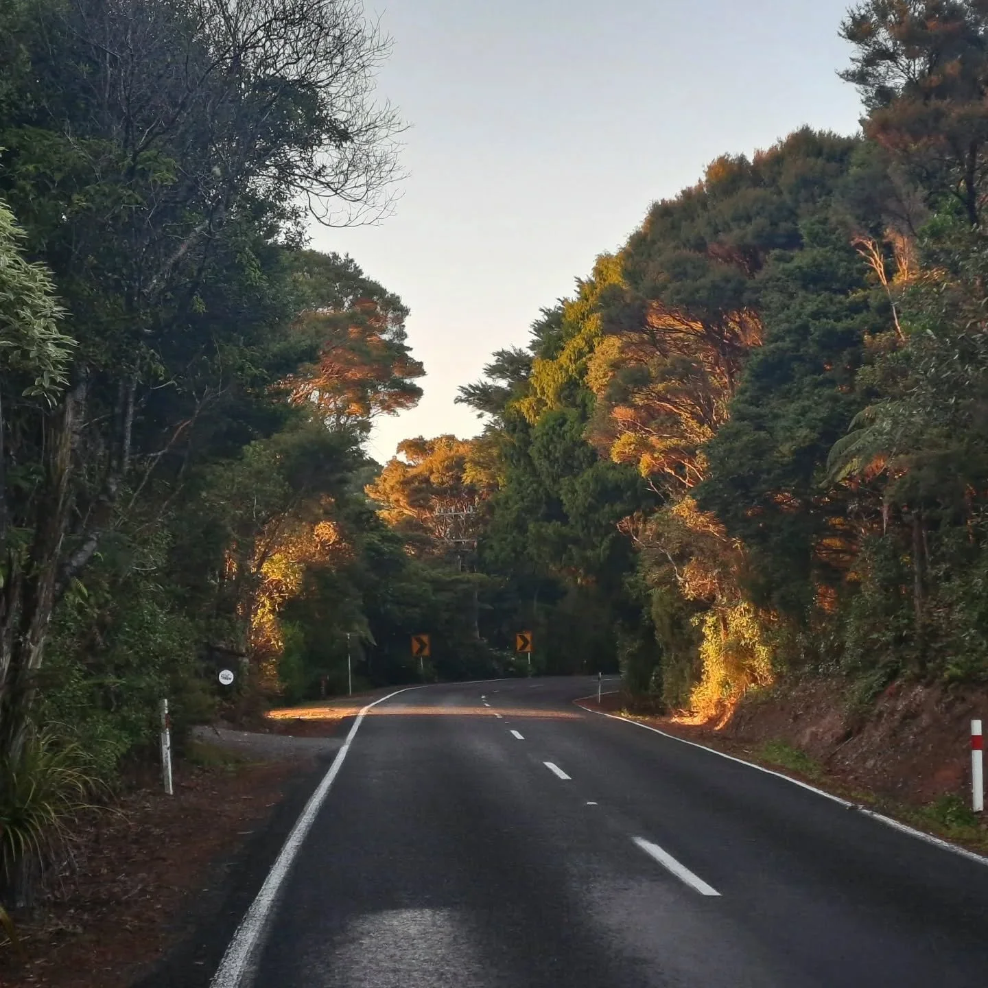 Morena from the forest! That sunrise, and light this morning just beyond my sign 🥰😍