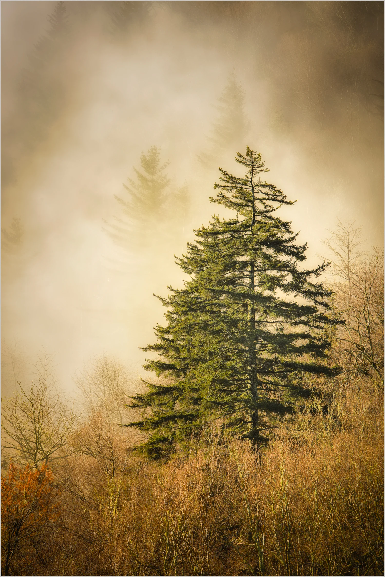 Evergreen In Fog