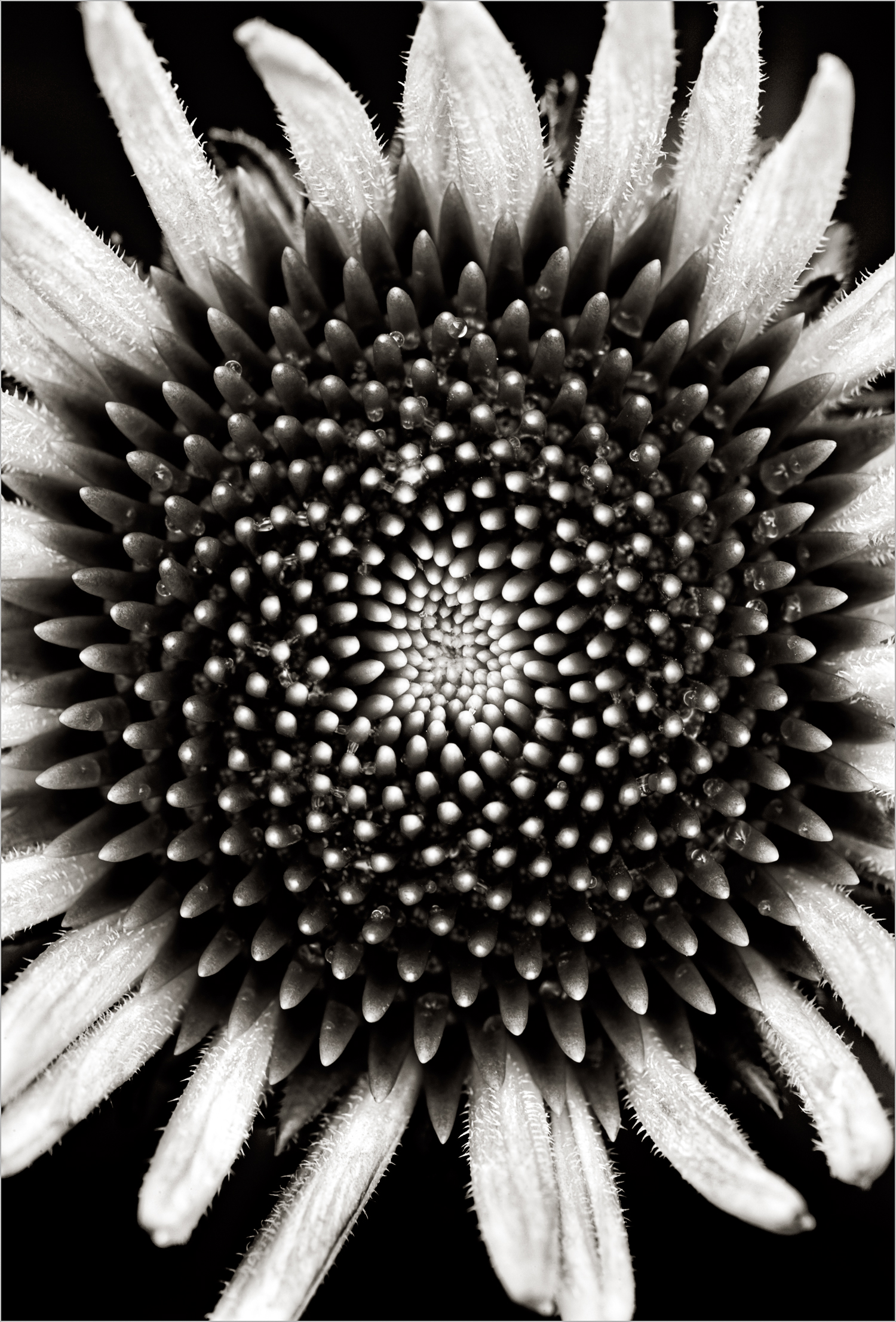 Coneflower