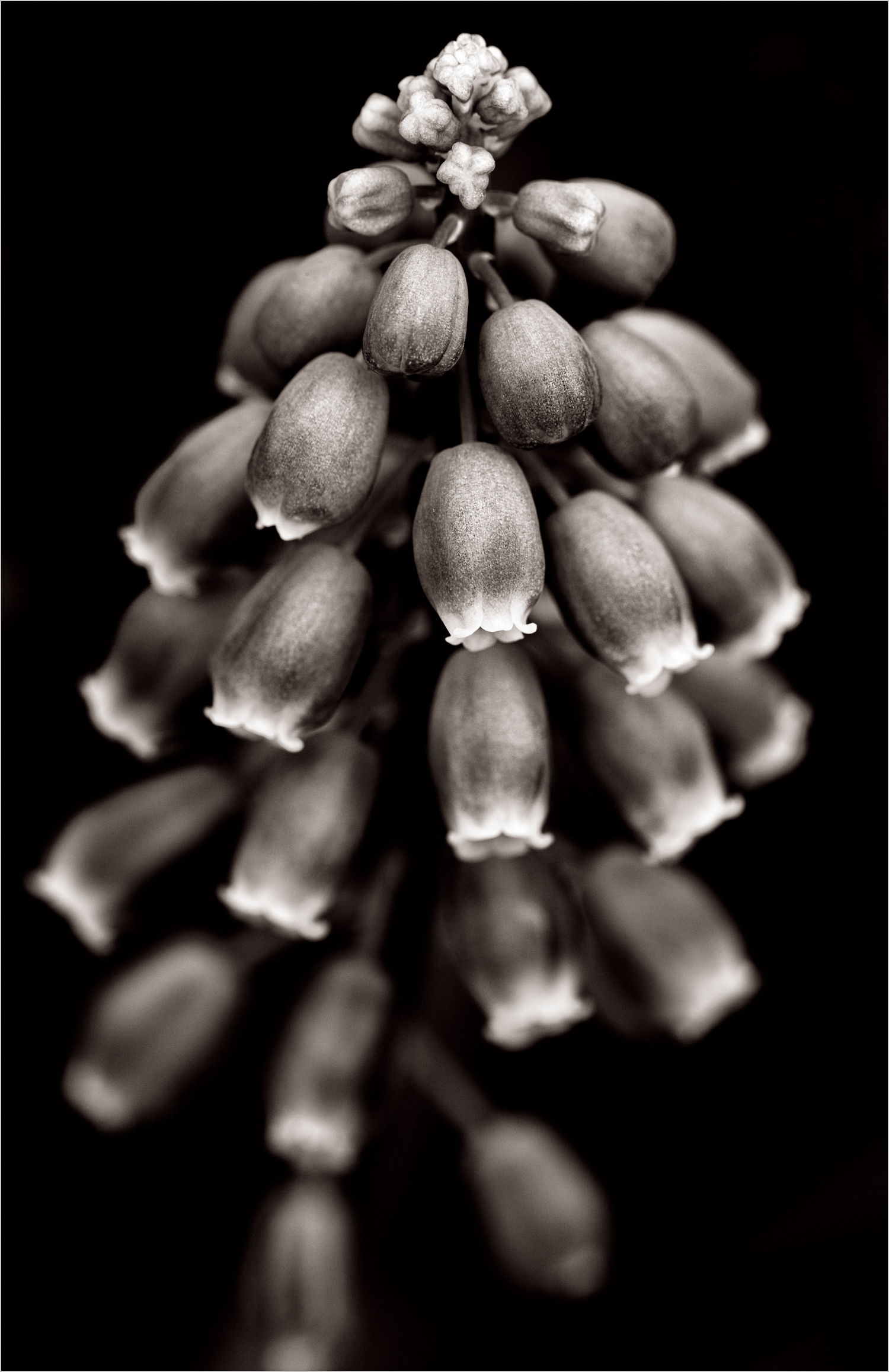 Grape Hyacinth