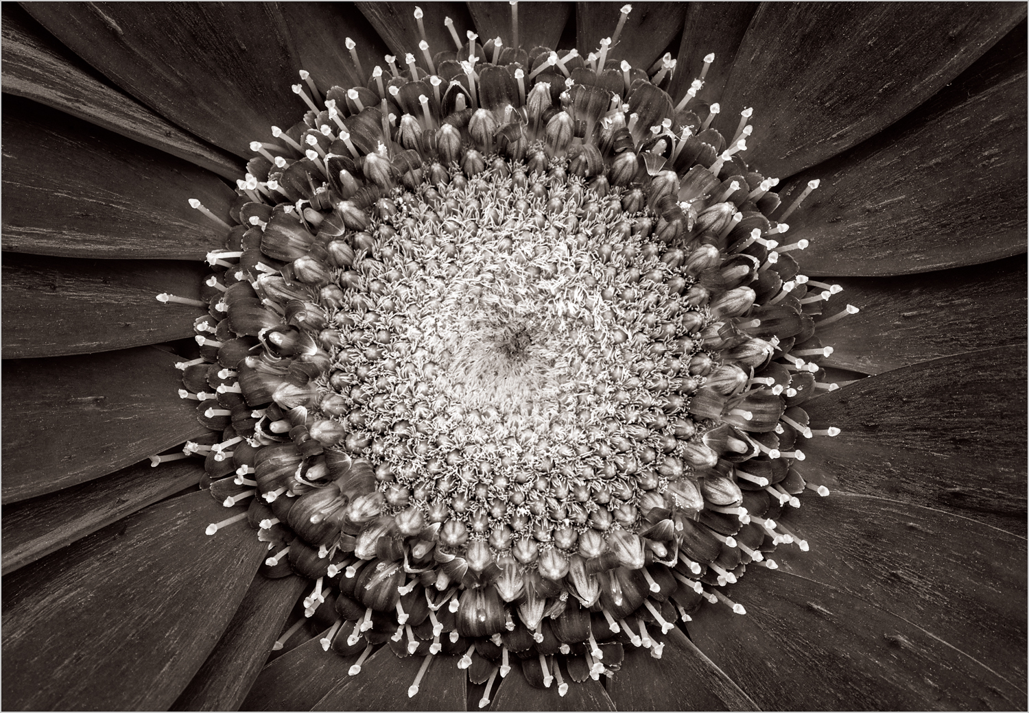 Gerbera II