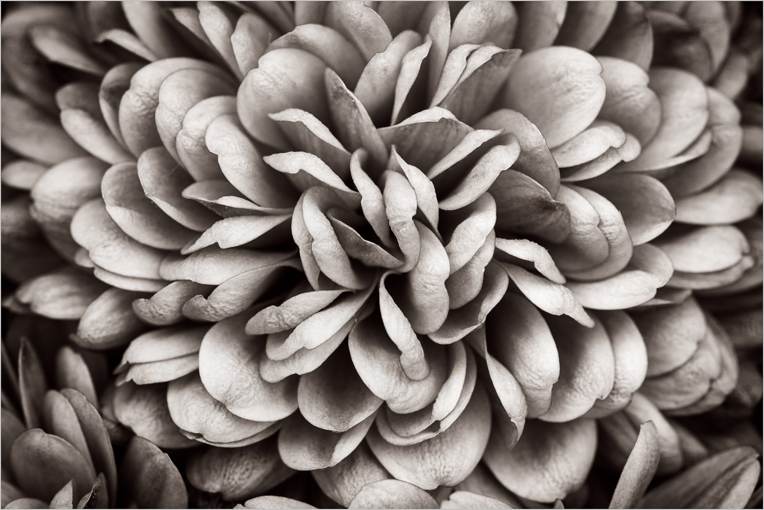 Mum II