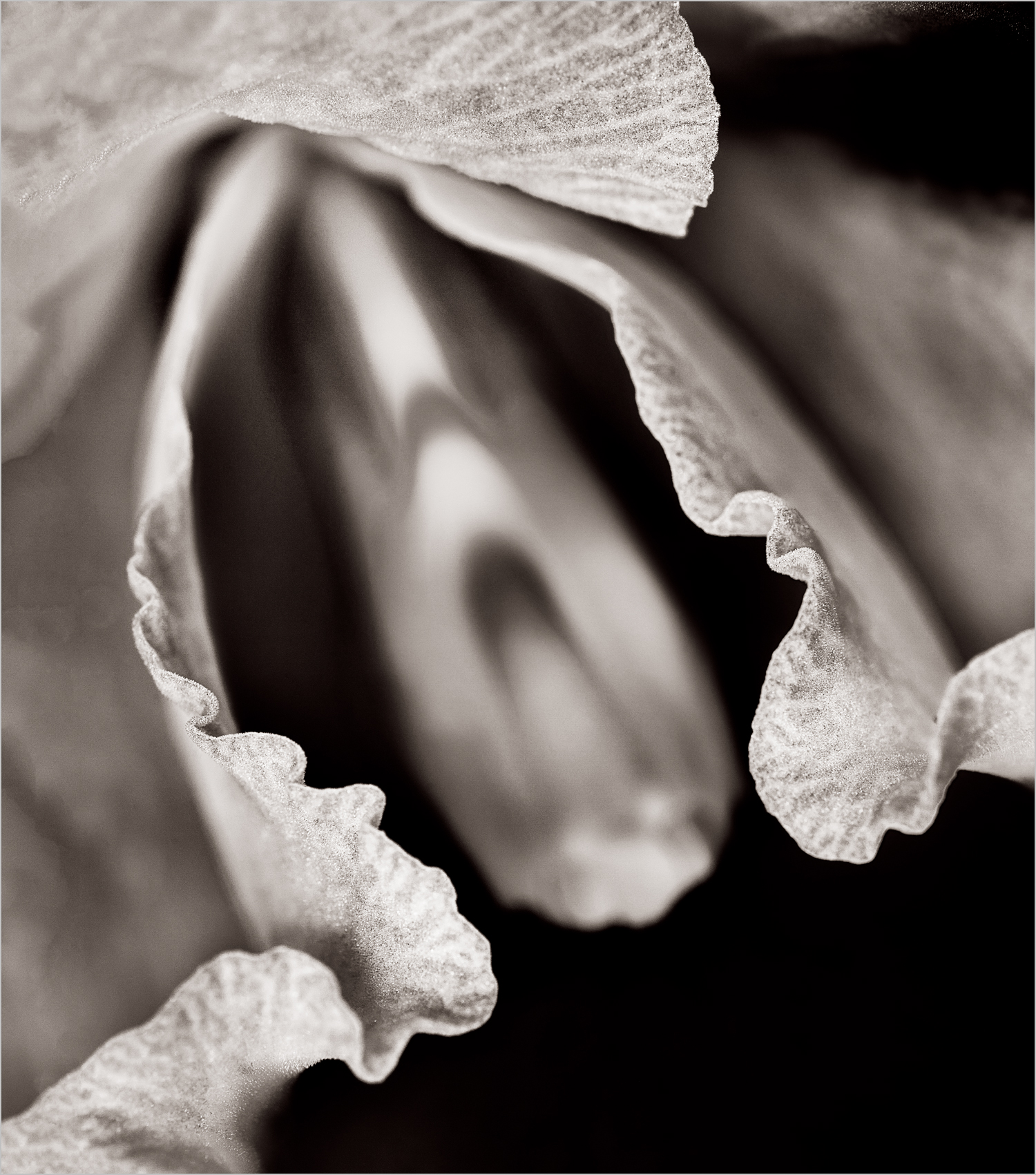 Orchid III