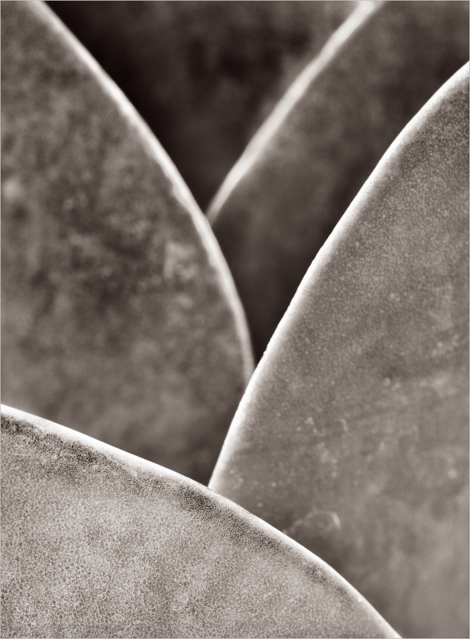 Succulent