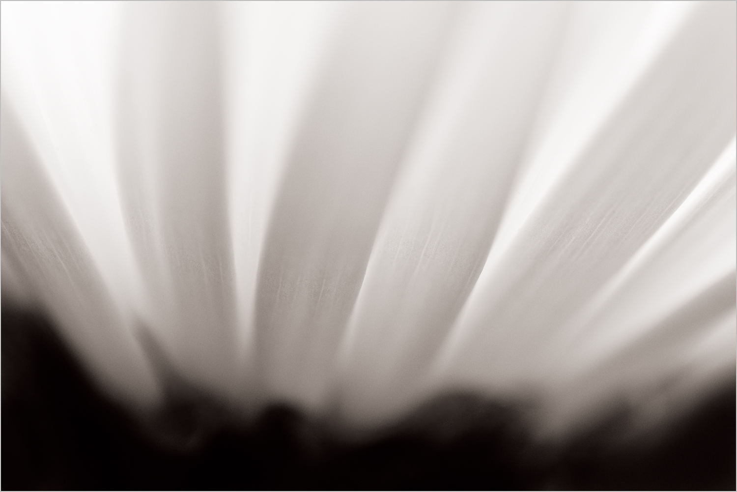 Sunflower IV