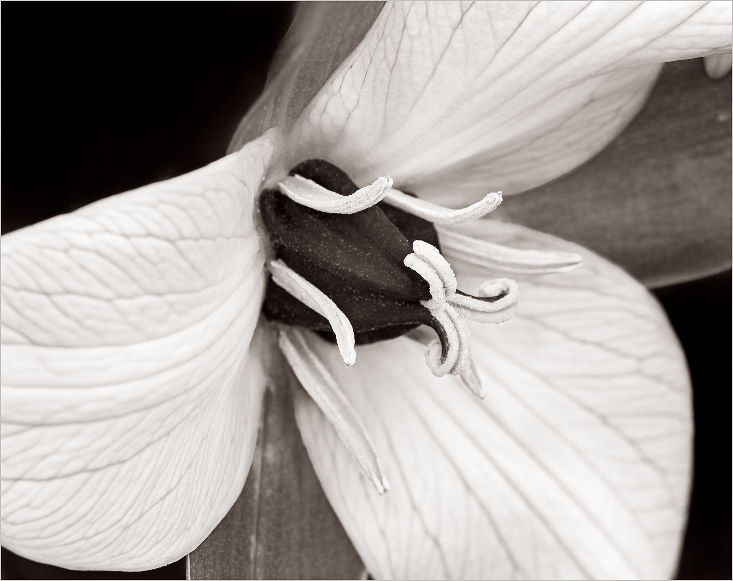 Trillium erectum forma luteum