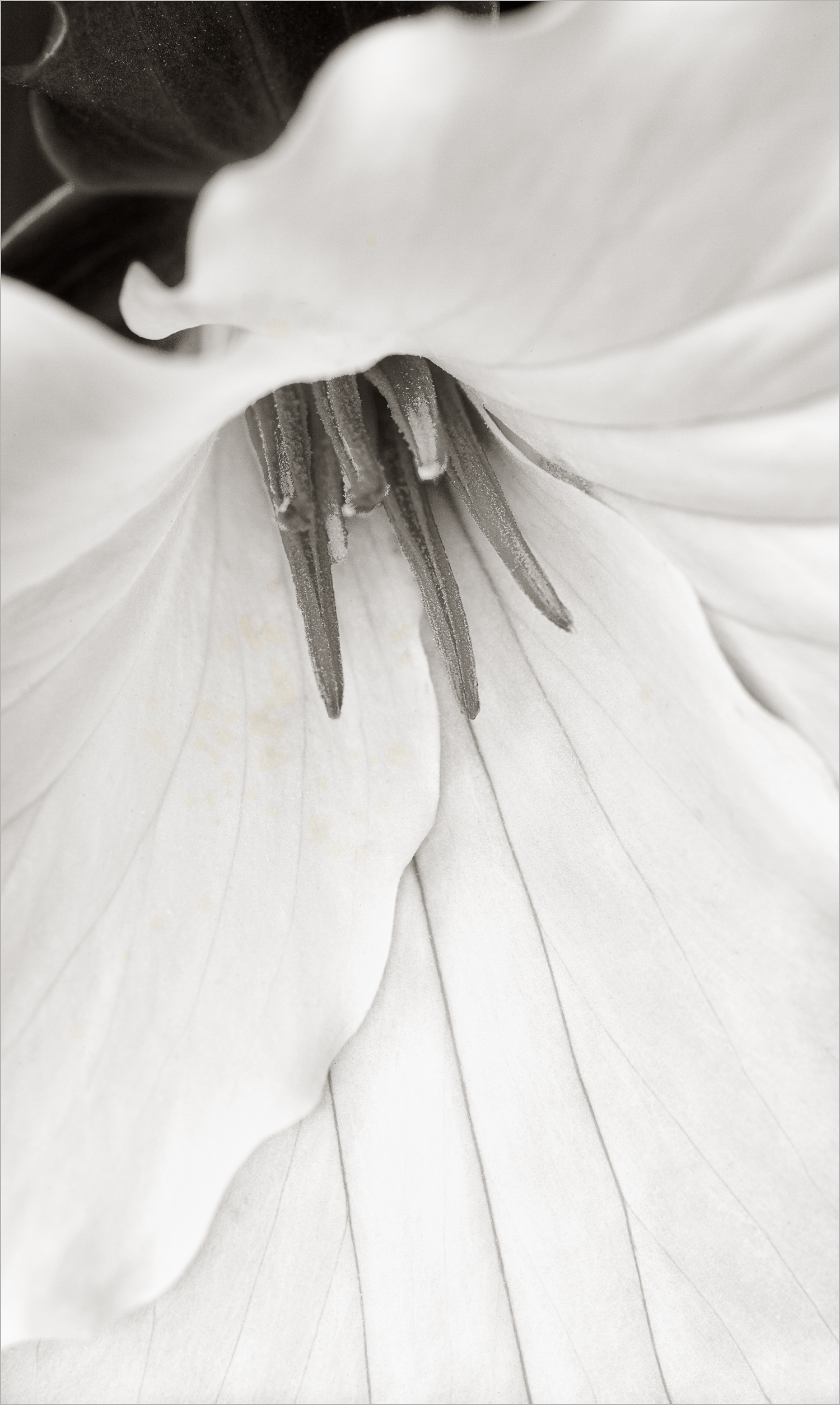 Trillium II