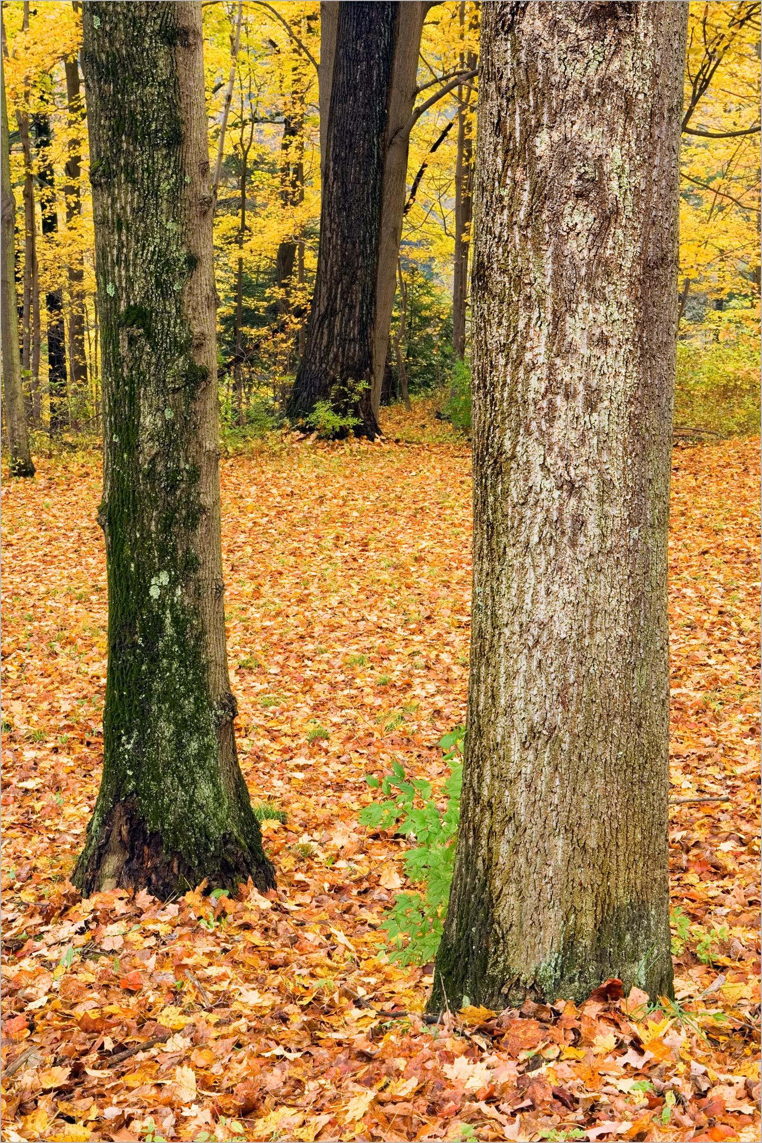 Three Trees