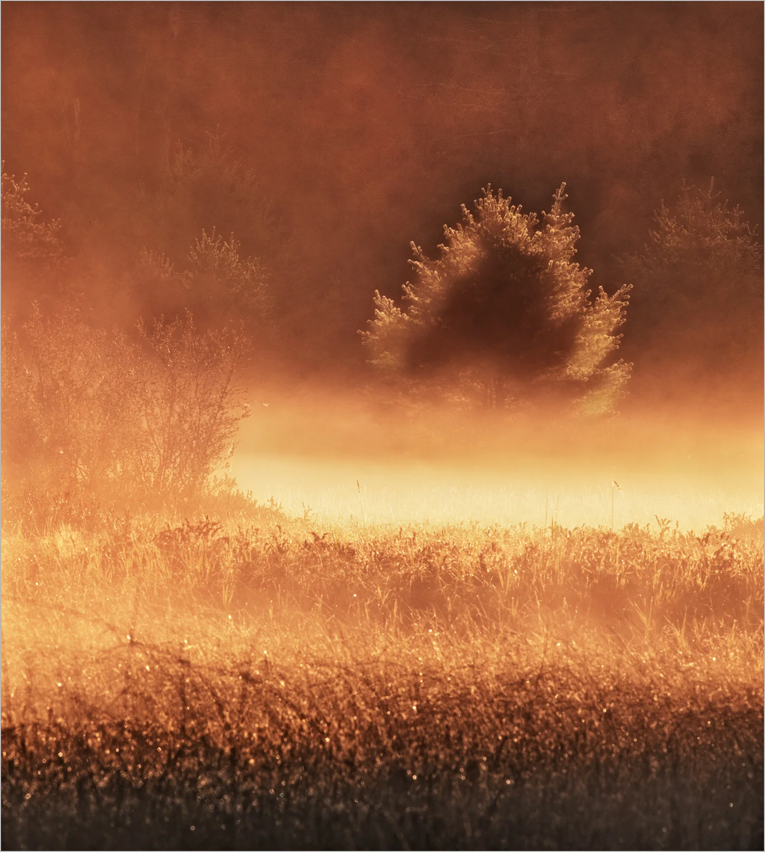 The Burning Bush