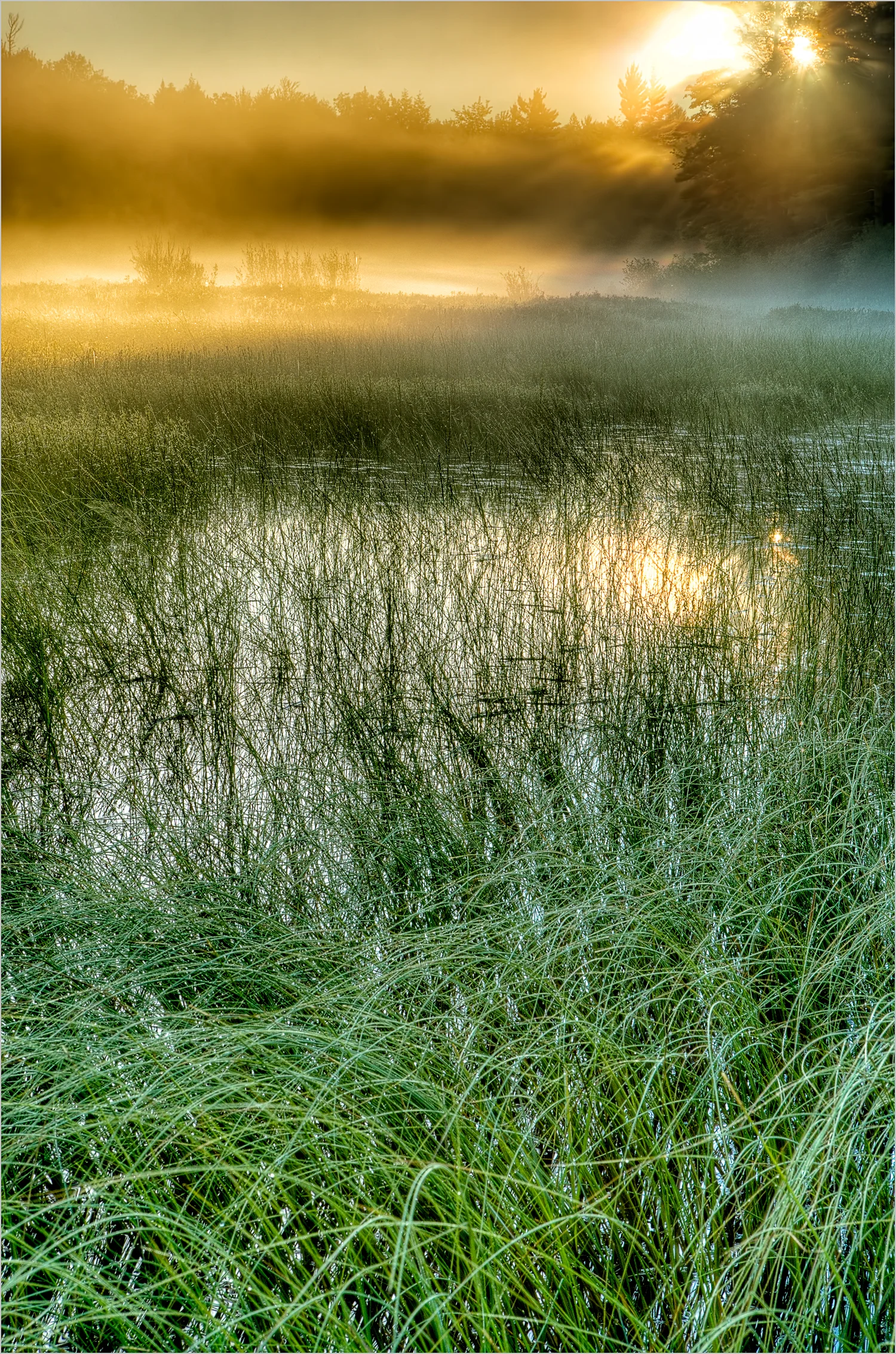Sunrise Over Bog