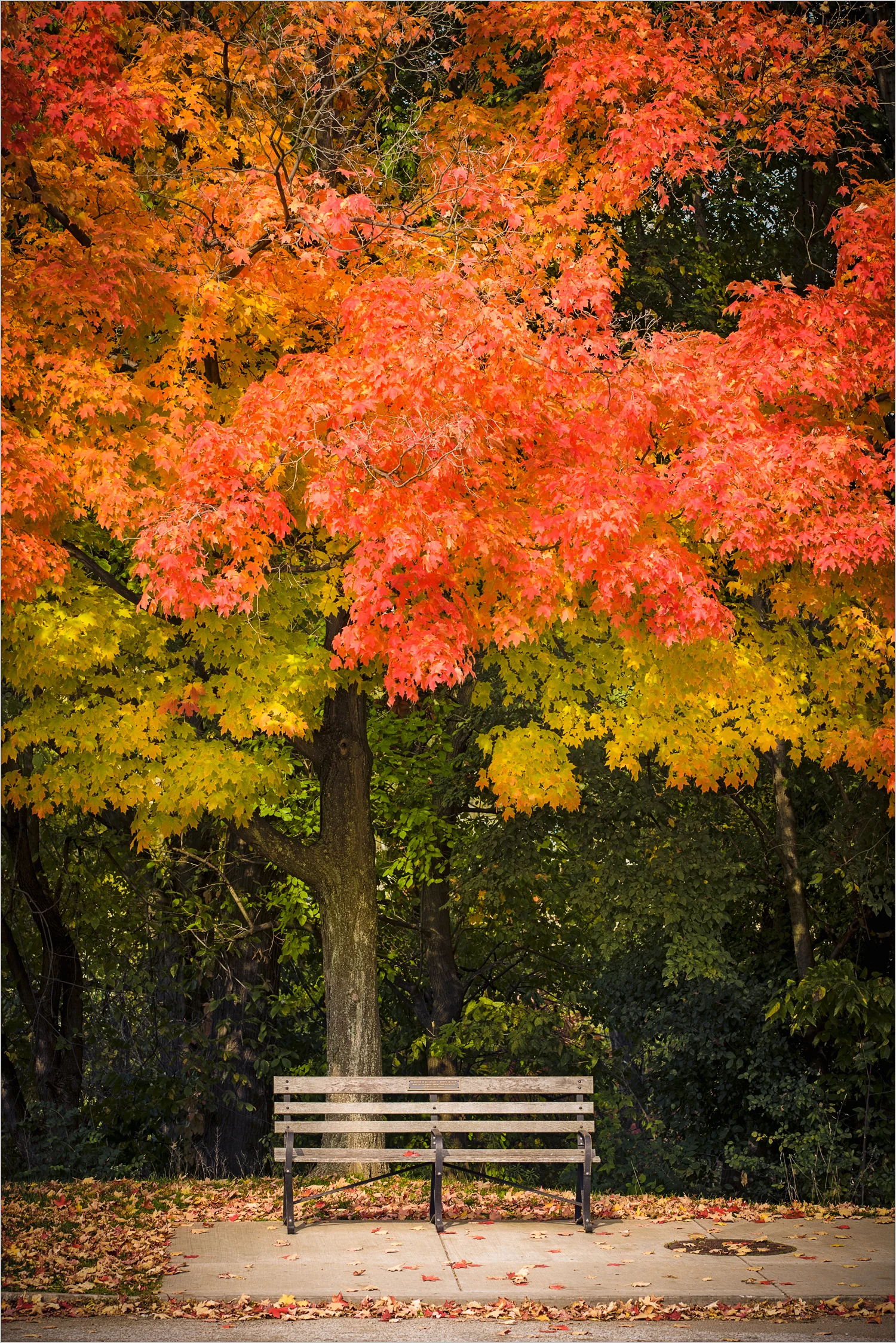 Red Tree And Bench