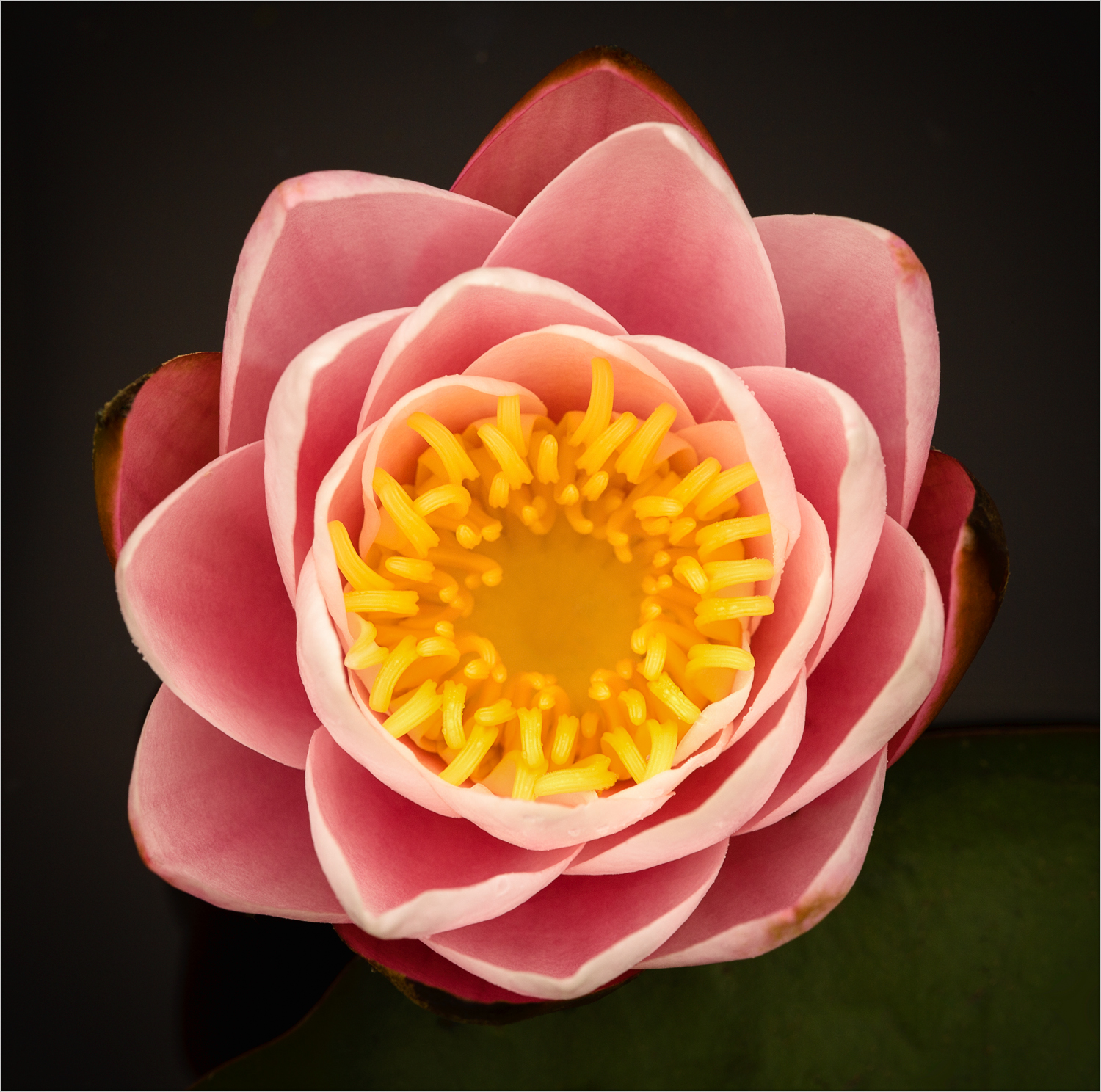 Pink Lotus
