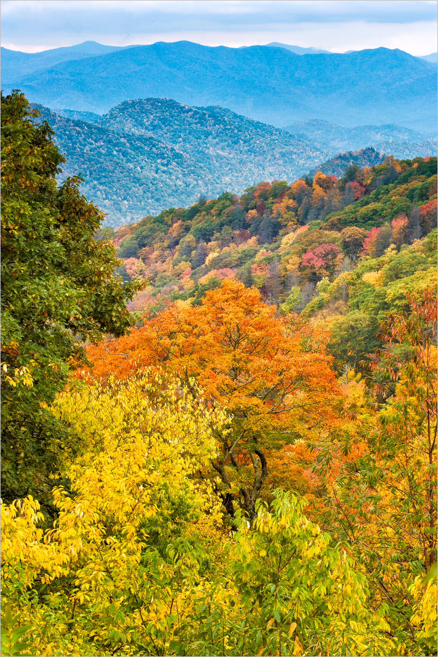 Smokies In Autumn