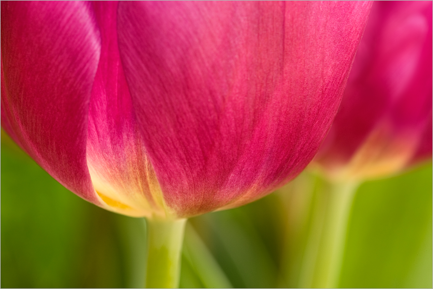 Tulips I