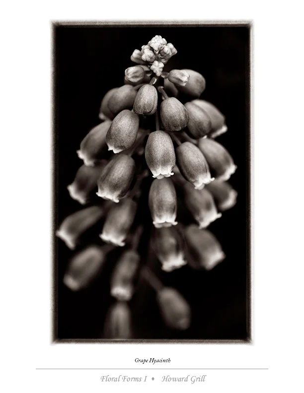 Grape Hyacinth