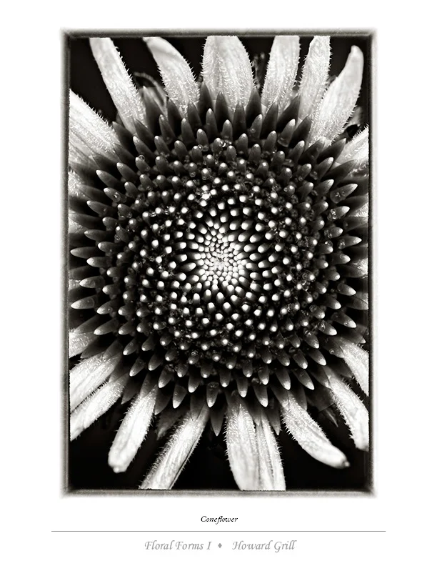 Coneflower or echinacea purpura