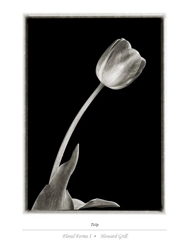 Tulip in black and white