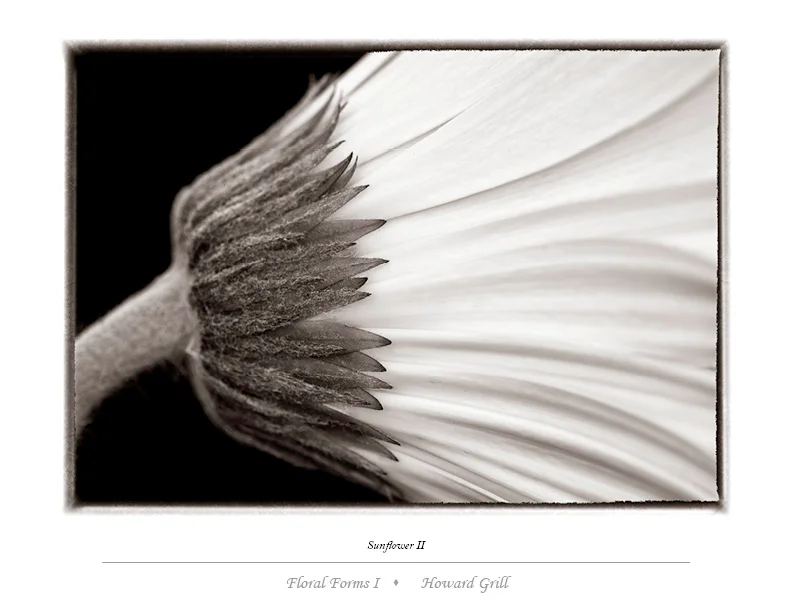 Black and white sunflower photograph.