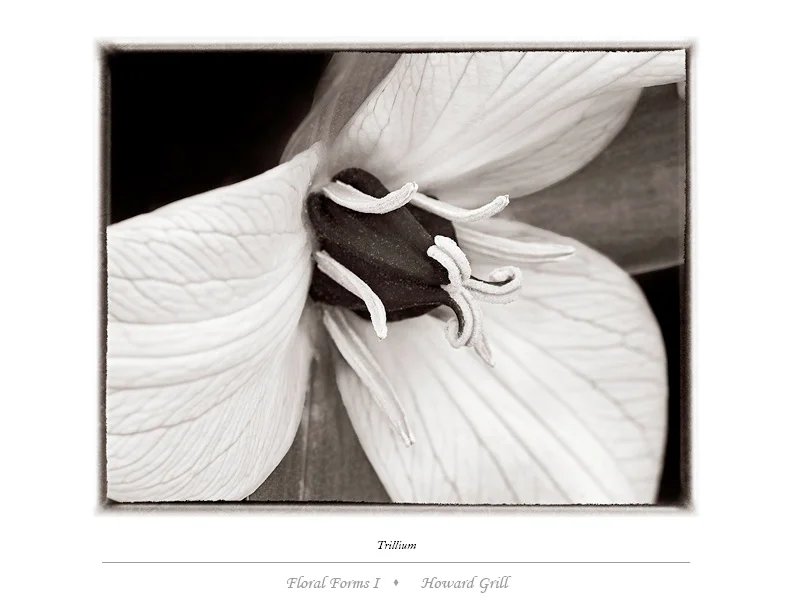 Trillium erectum forma luteum