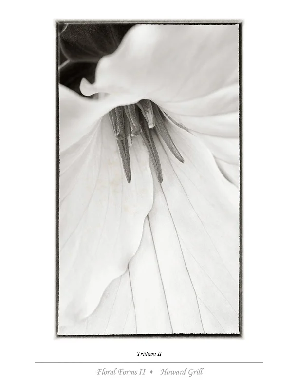 Black and white trillium photograph from the Floral Forms II folio.