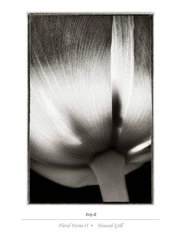 Black and white tulip photograph from the Floral Forms II folio.