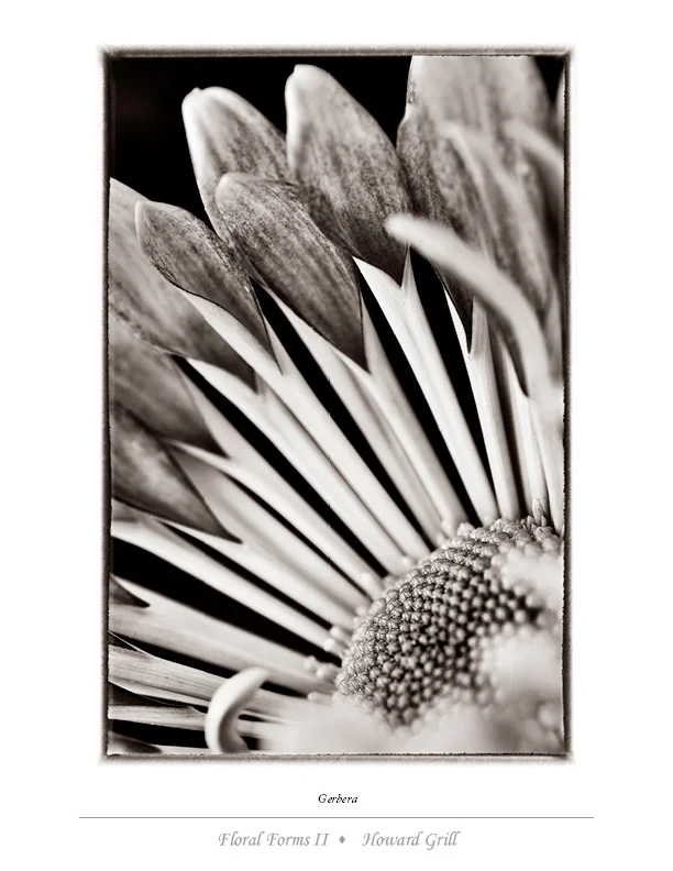 Black and white gerbera photograph from the Floral Forms II folio.