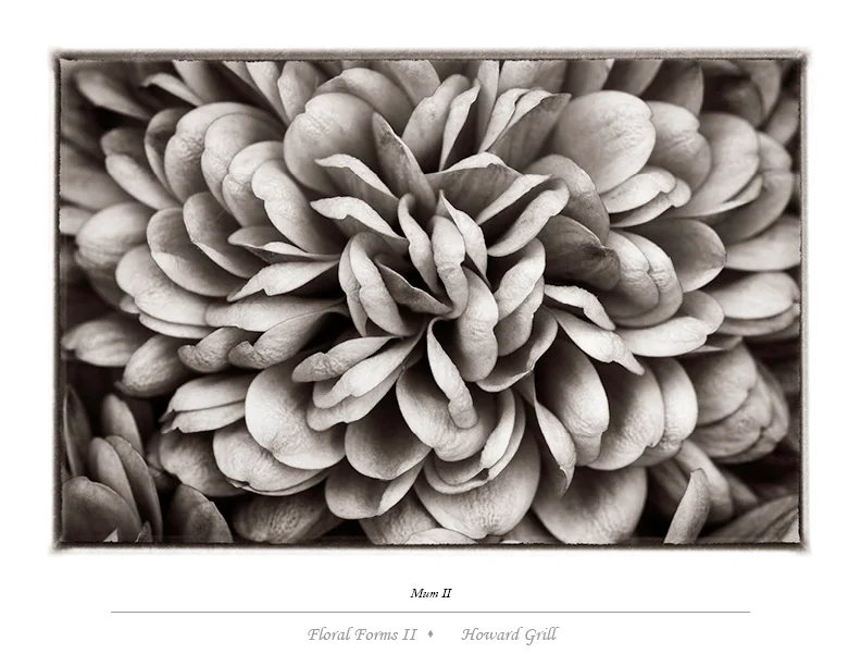 Black and white mum photograph from the Floral Forms II folio.