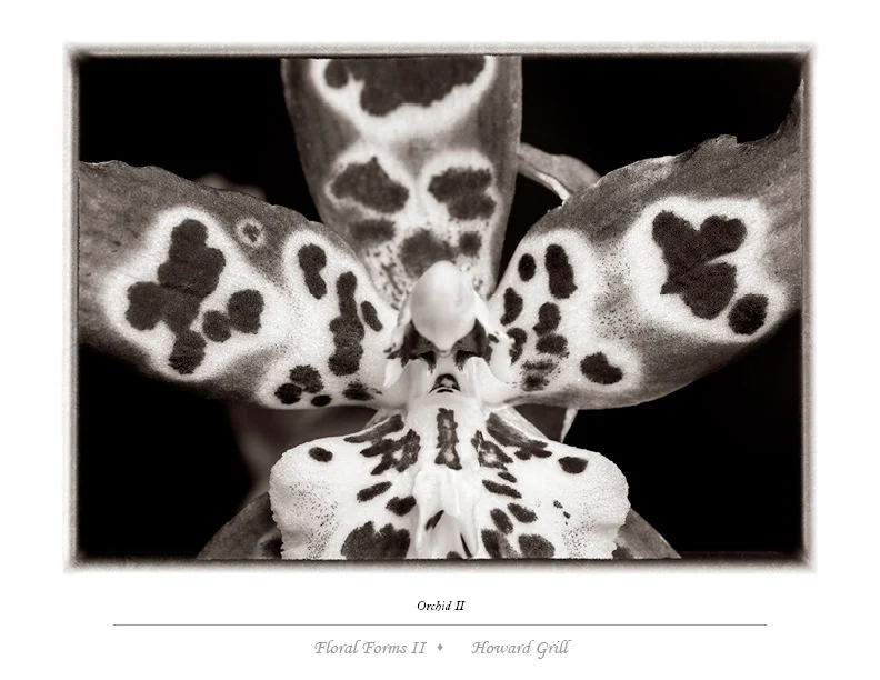 Black and white orchid photograph from the Floral Forms II folio.