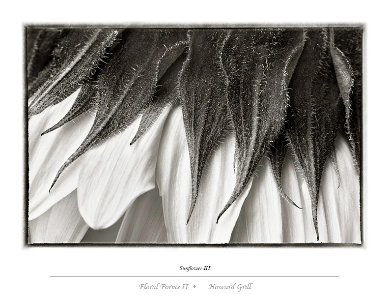 Black and white sunflower photograph from the Floral Forms II folio.