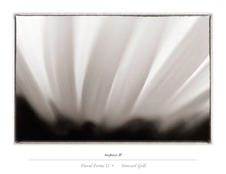 Black and white sunflower photograph from the Floral Forms II folio.