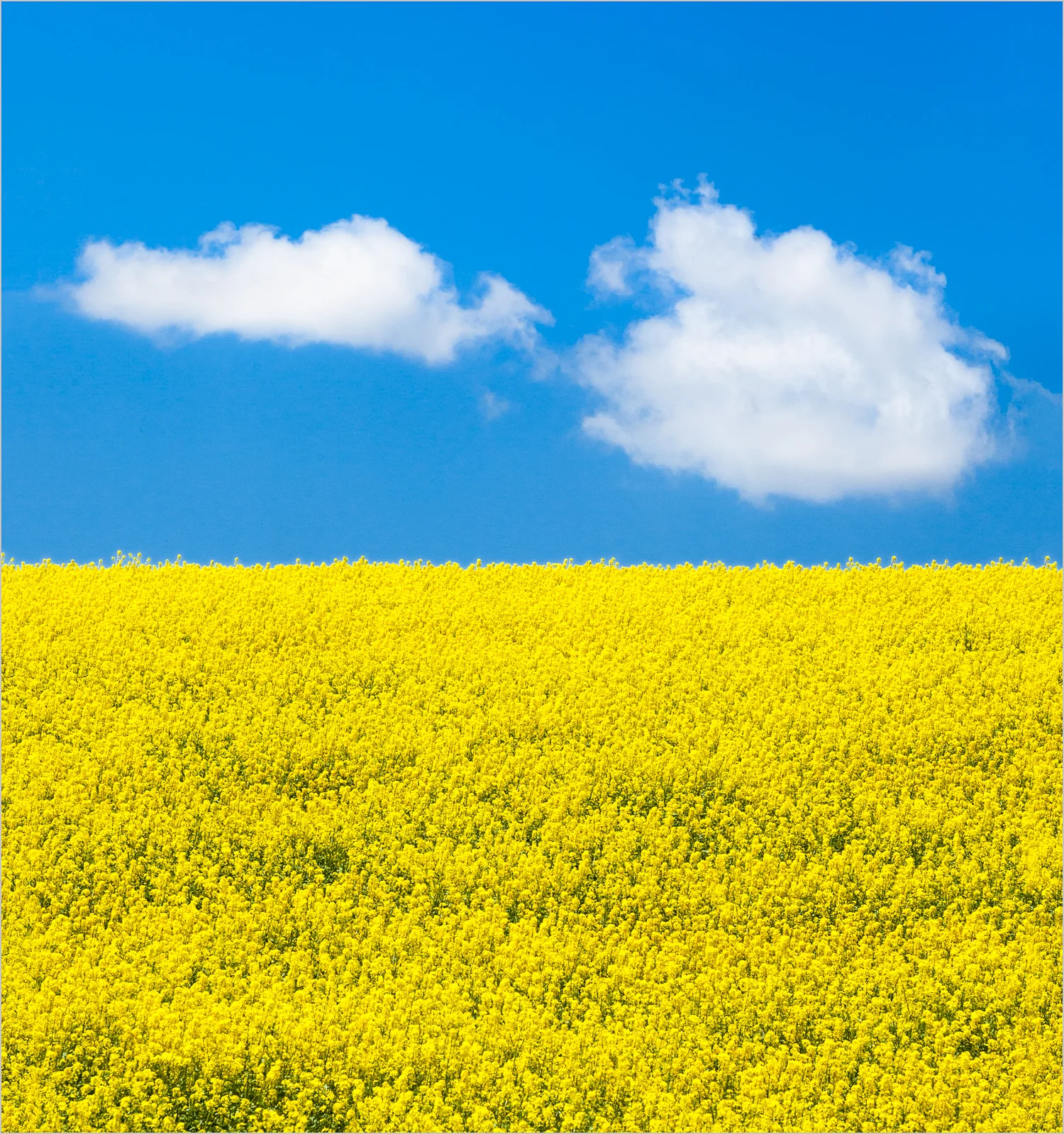 Palouse Canola