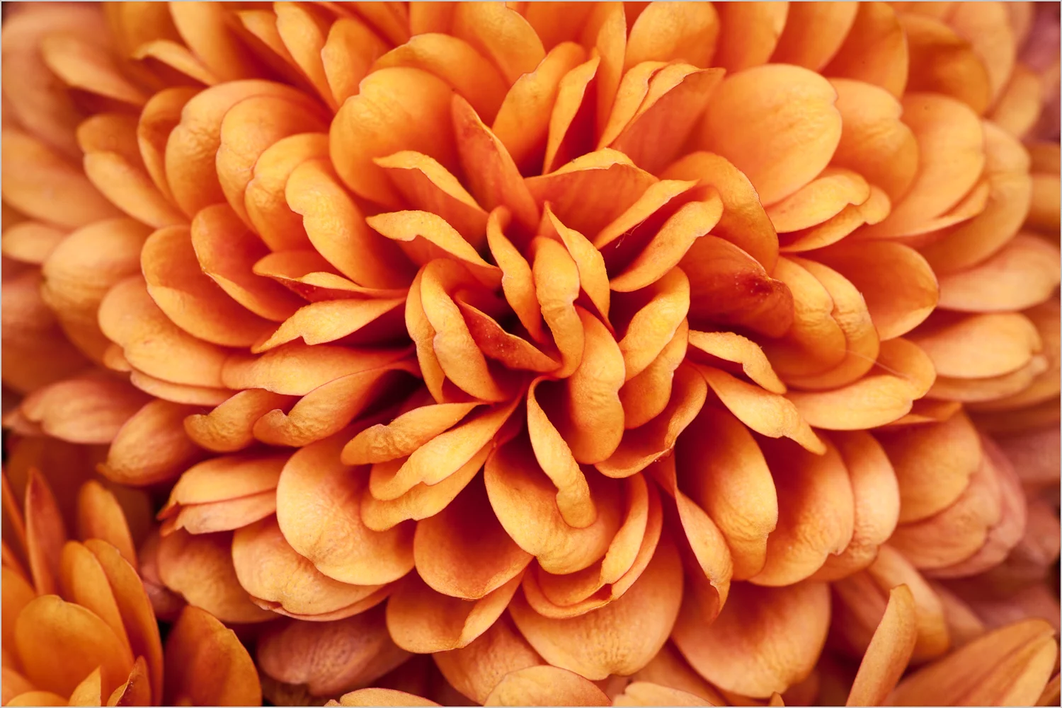 Orange Mum